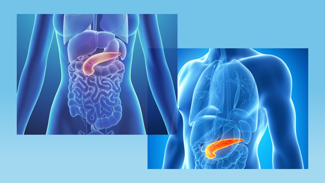 Elastasi Pancreatica